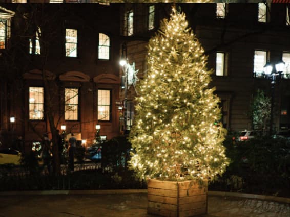 BIS-NY Christmas Tree Lighting at the garden